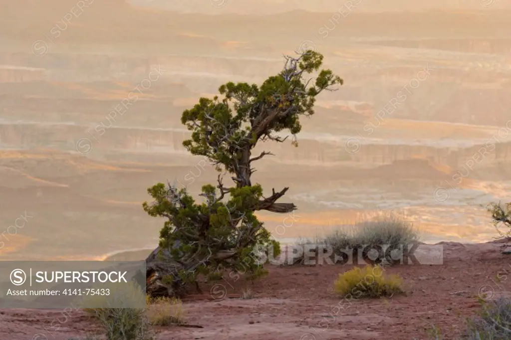 A lone juniper before the mesas and canyons of Canyonlands National Park, Utah.  Viewed from near Green River Overlook.