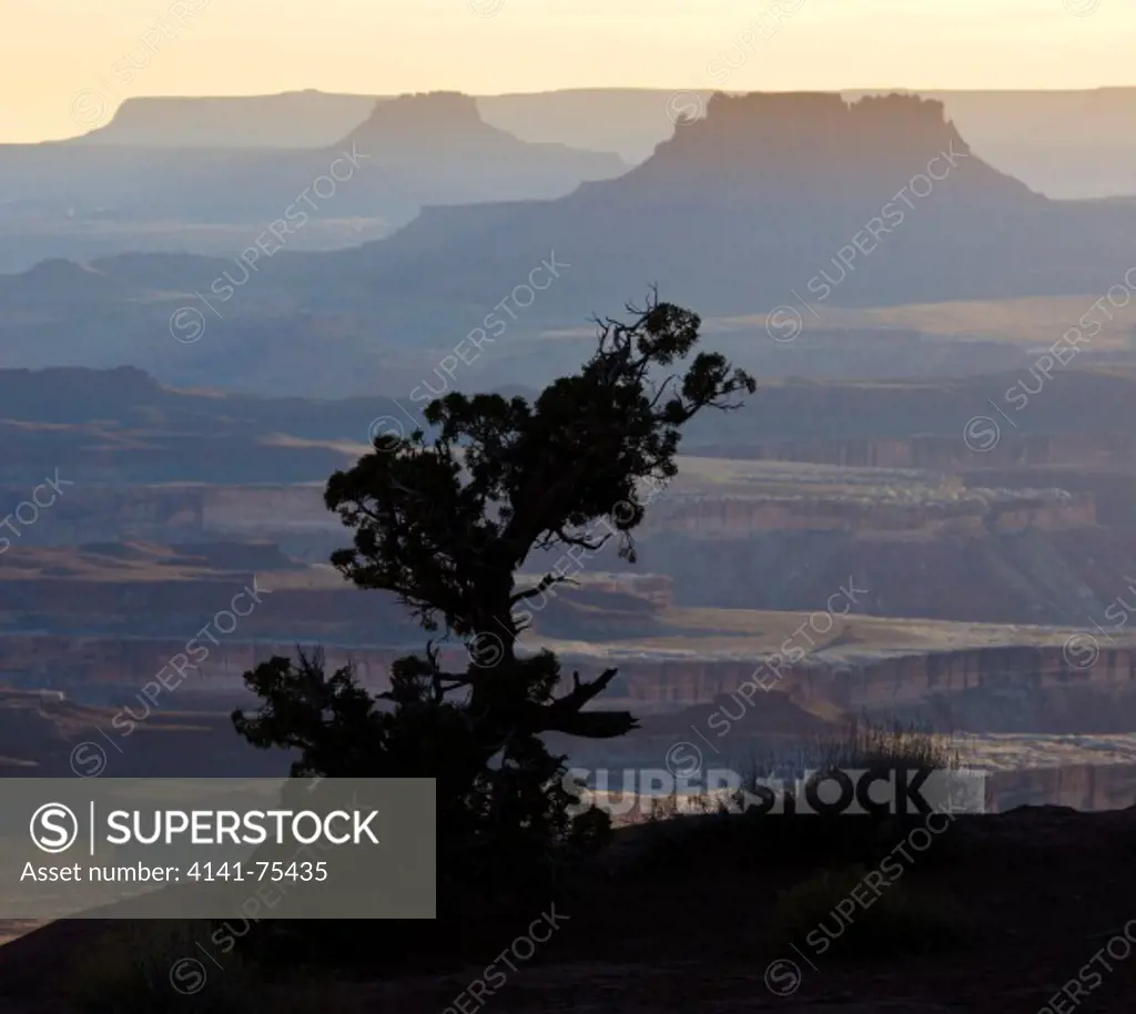A lone juniper is silhouetted against the mesas and canyons of Canyonlands National Park, Utah.  Viewed from near Green River Overlook.