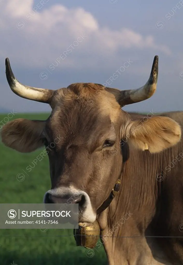brown swiss cow wearing cowbell canton of zurich switzerland.