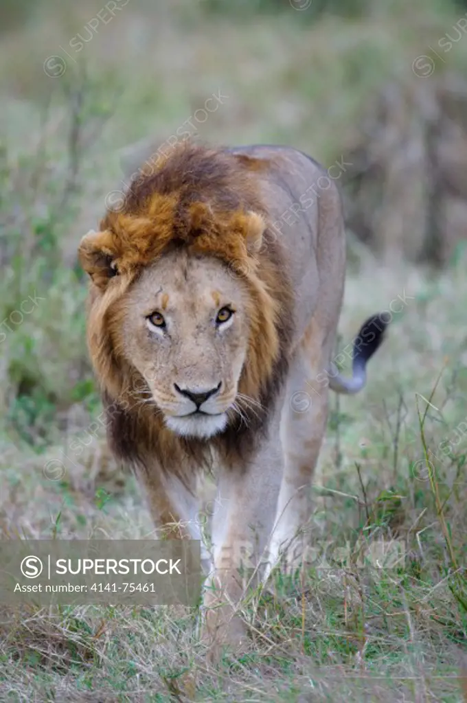Male African lion, Panthera leo; Masai Mara, Kenya.