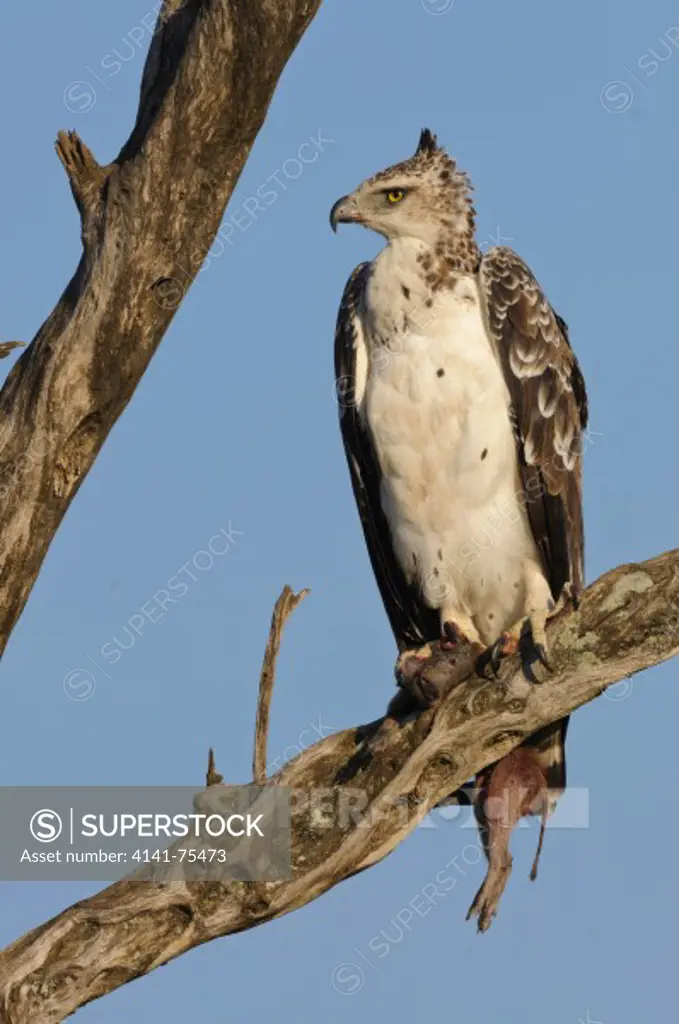 Martial eagle (immature) with baby warthog prey, Polemaetus bellicosus; Masai Mara, Kenya.