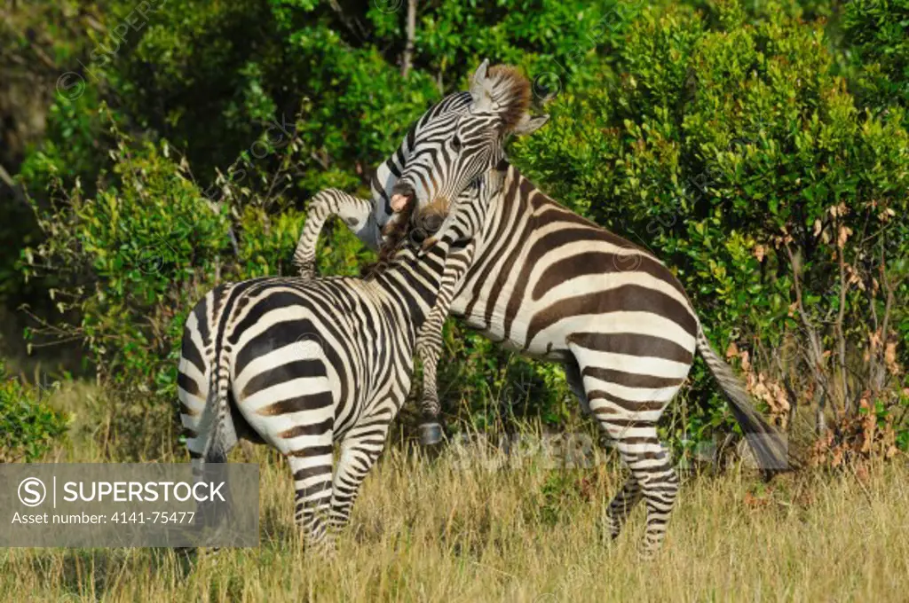 Common zebra males fighting, Equus burchelli; Masai Mara, Kenya.