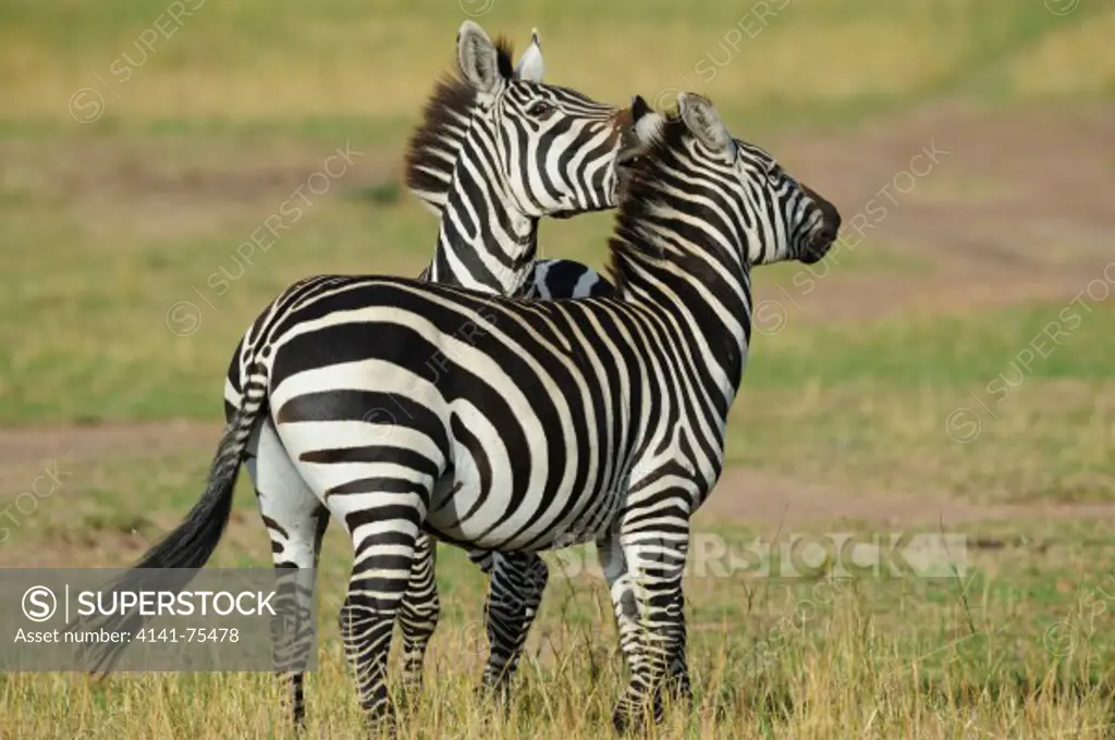 Common zebra males fighting, Equus burchelli; Masai Mara, Kenya.