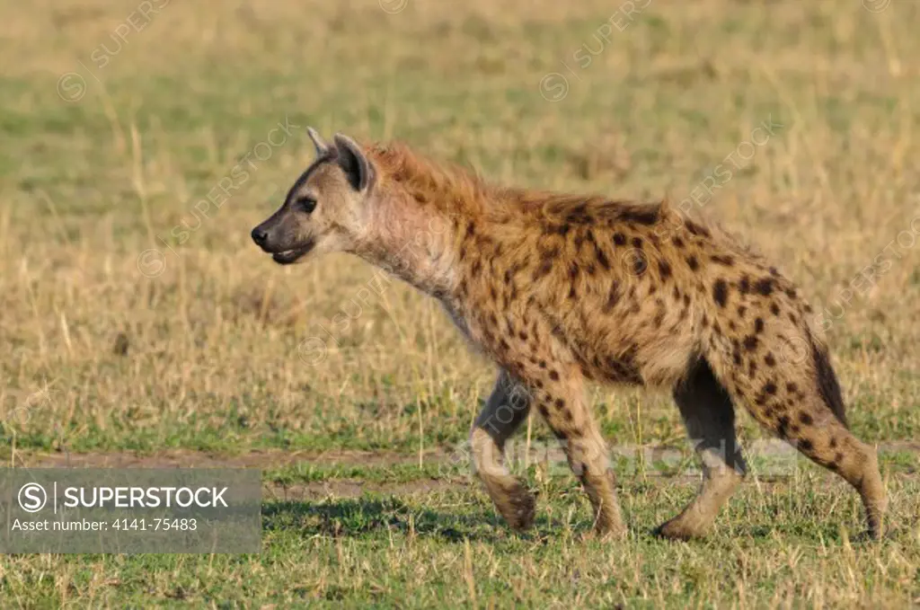 Spotted hyaena, Crocuta crocuta; Masai Mara, Kenya.