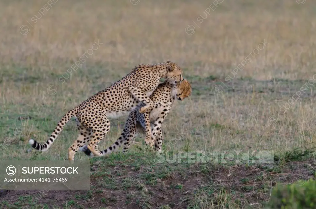 Cheetahs playing, Acinonyx jubatus;Masai Mara, Kenya.