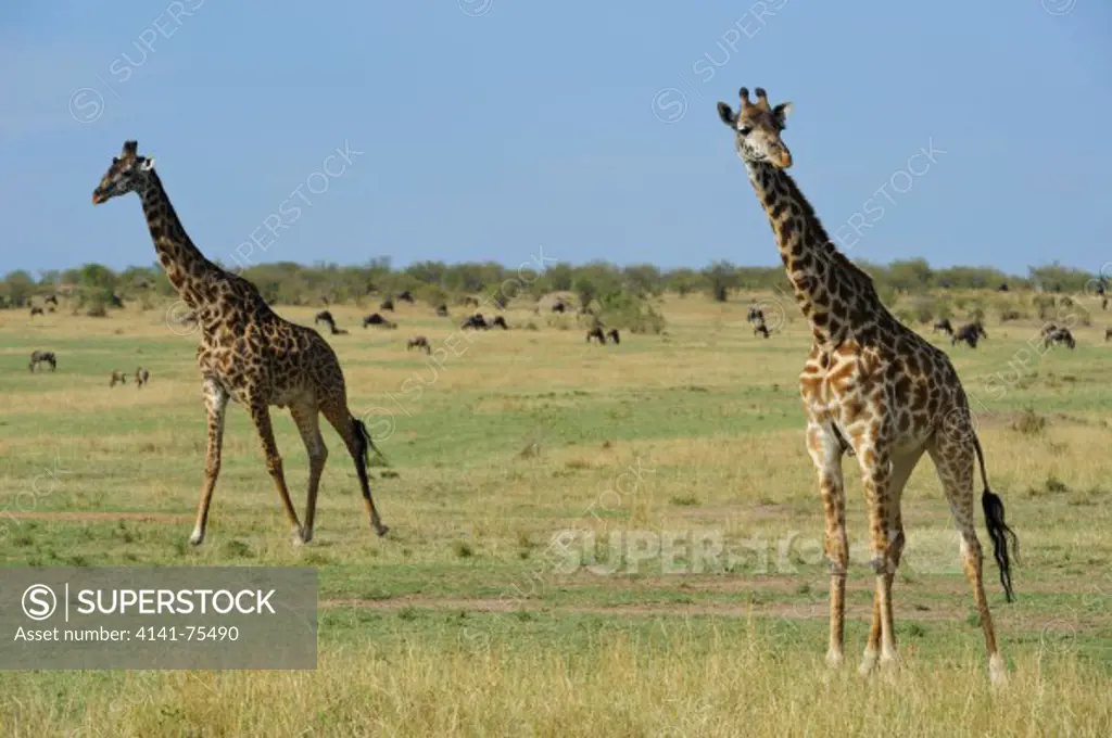 Common giraffe, Giraffe camelopardalis; Masai Mara, Kenya.