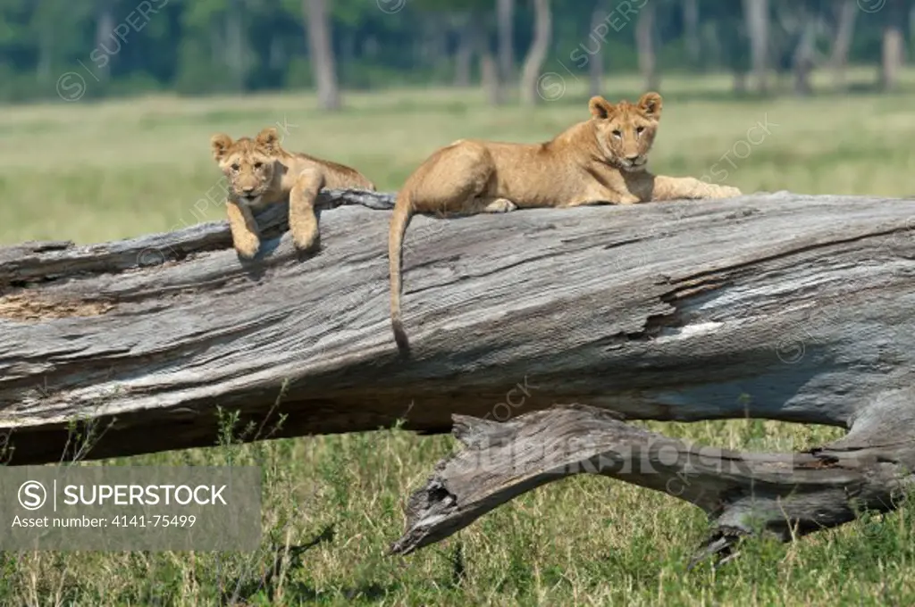 African lions on old fallen tree, Panthera leo; Masai Mara, Kenya.
