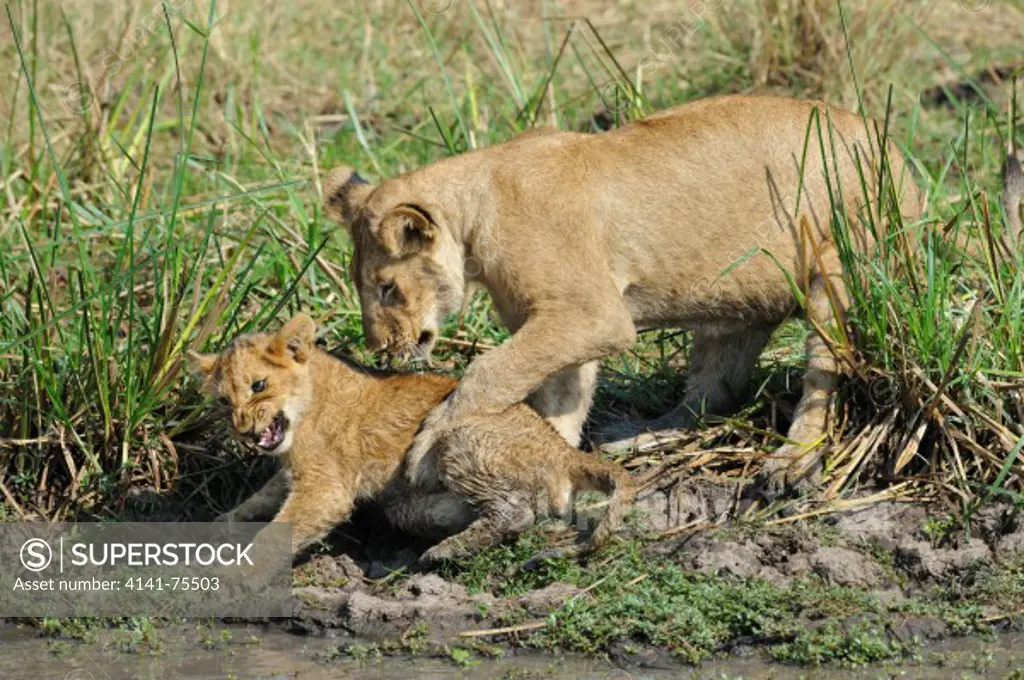 African lion pride at waterhole, Panthera leo; Masai Mara, Kenya.