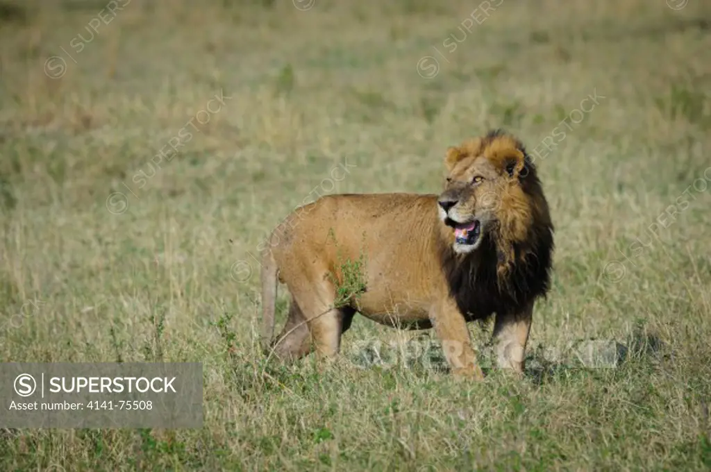 Very old male African lion (note teeth worn down), Panthera leo; Masai Mara, Kenya.