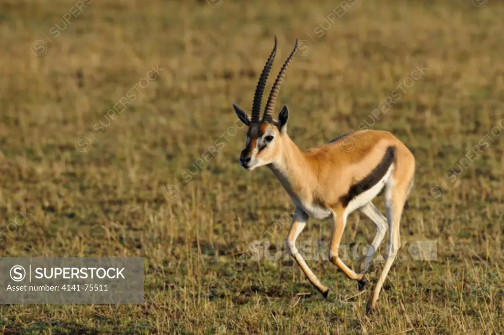 Male Thompson's gazelle running, Gazella thomsonii; Masai Mara, Kenya.