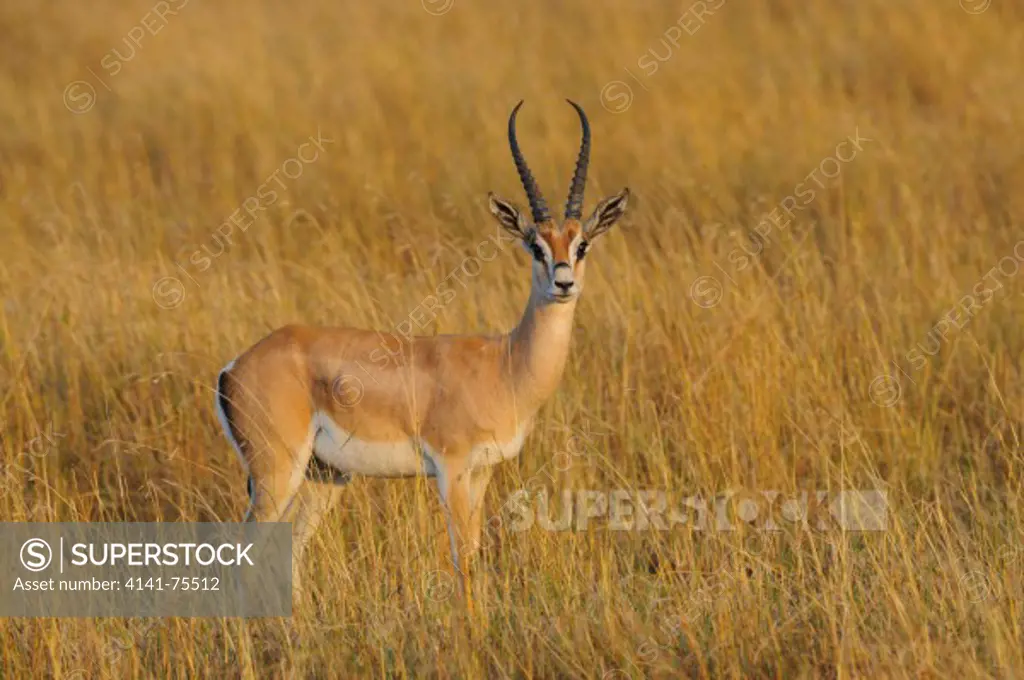 Male Grant's gazelle, Nanger granti; Masai Mara, Kenya.