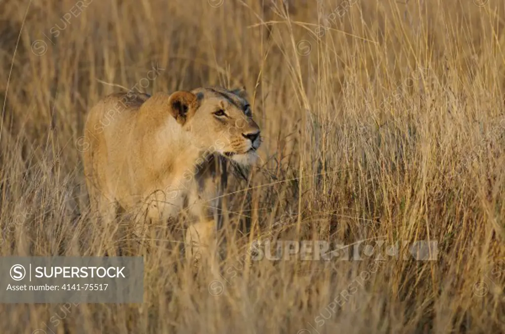 African lion, Panthera leo; Masai Mara, Kenya.