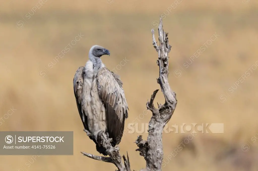 Rueppell's vulture (Rueppell's griffon), Gyps rueppellii; Masai Mara, Kenya.