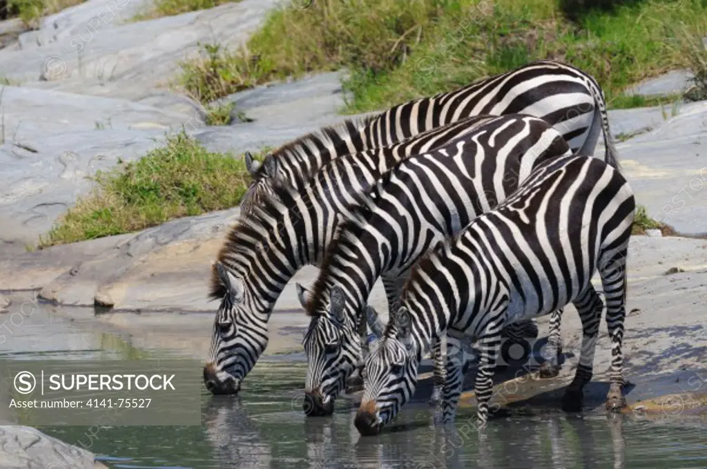 Common  zebra drinking at rocky waterhole, Equus burchelli; Masai Mara, Kenya.