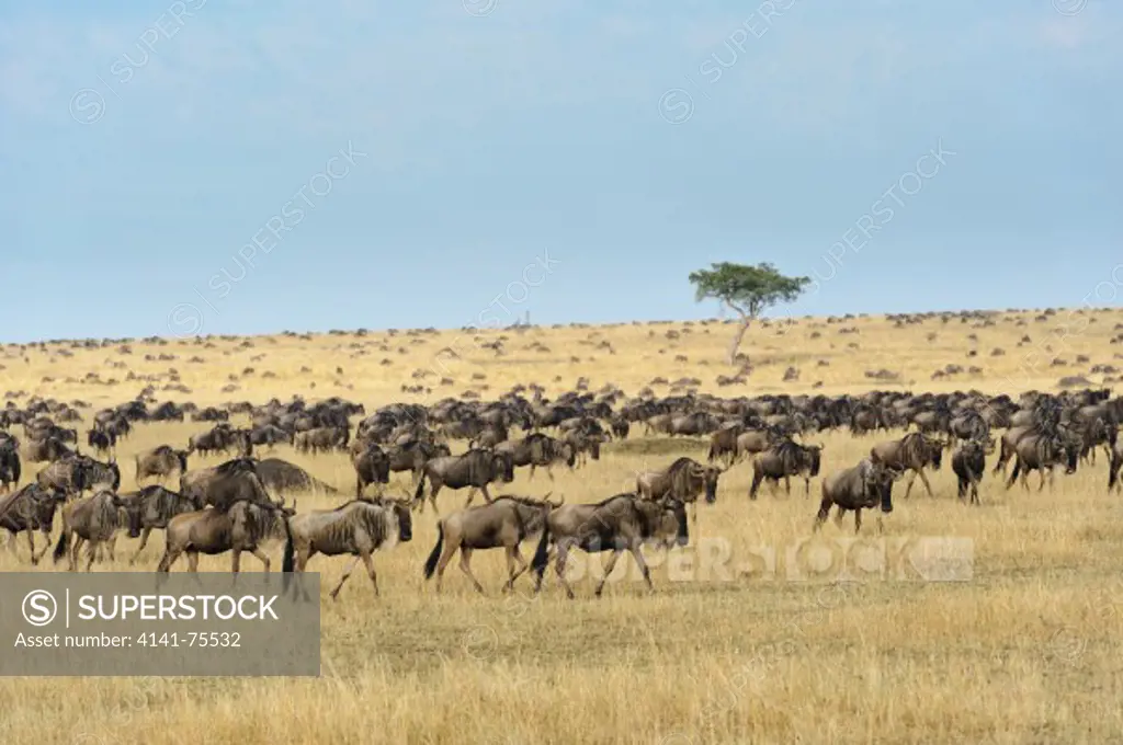 Wildebeest migration, Connochaetes taurinus; Masai Mara, Kenya.