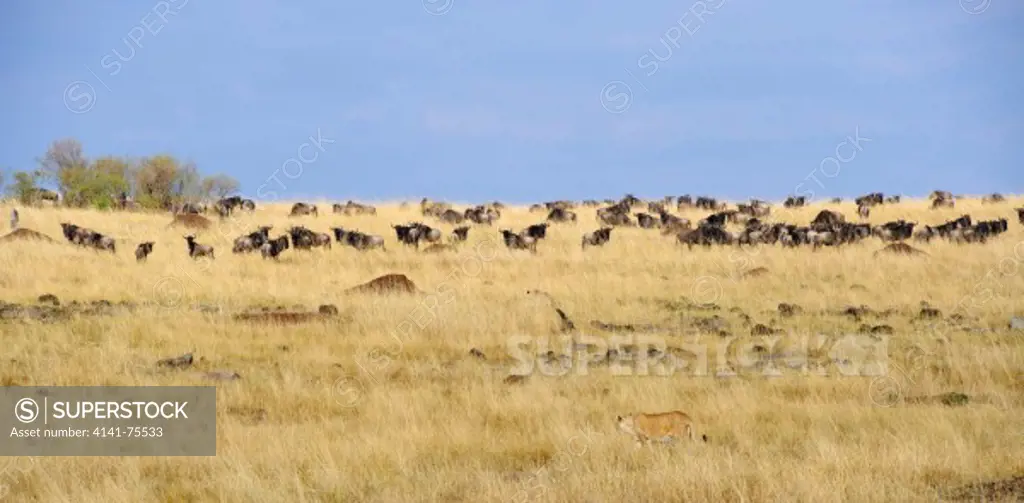 Wildebeest (Connochaetes taurinus) migration with African Lion (panthera leo) hunting in foreground, Masai Mara, Kenya.