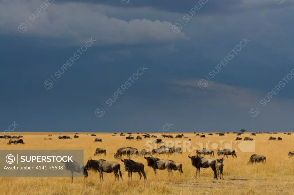 Wildebeests migrating, Connochaetes taurinus; Masai Mara, Kenya.