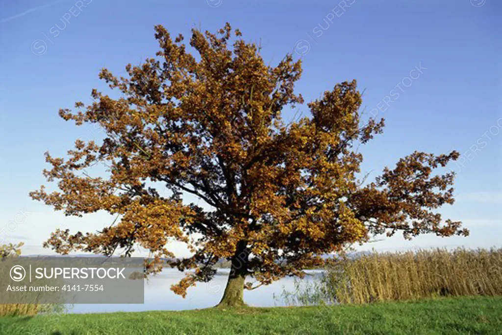 sessile oak quercus petraea seasonal sequence: autumn. canton of zurich switzerland.