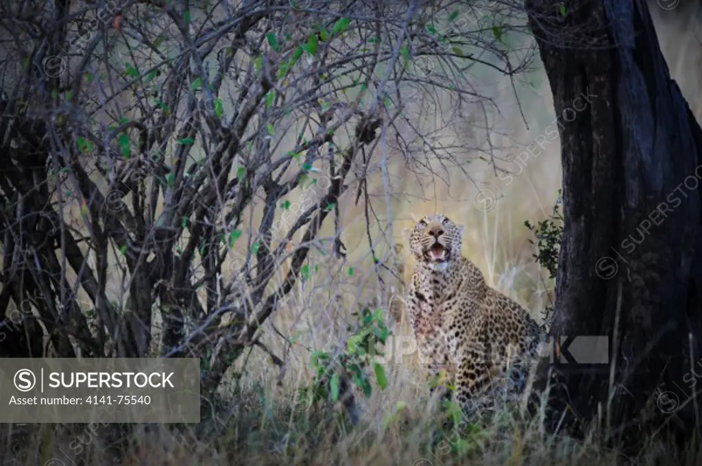 Leopard at base of tree where it has cached carcass, Panthera pardus; Masai Mara, Kenya.