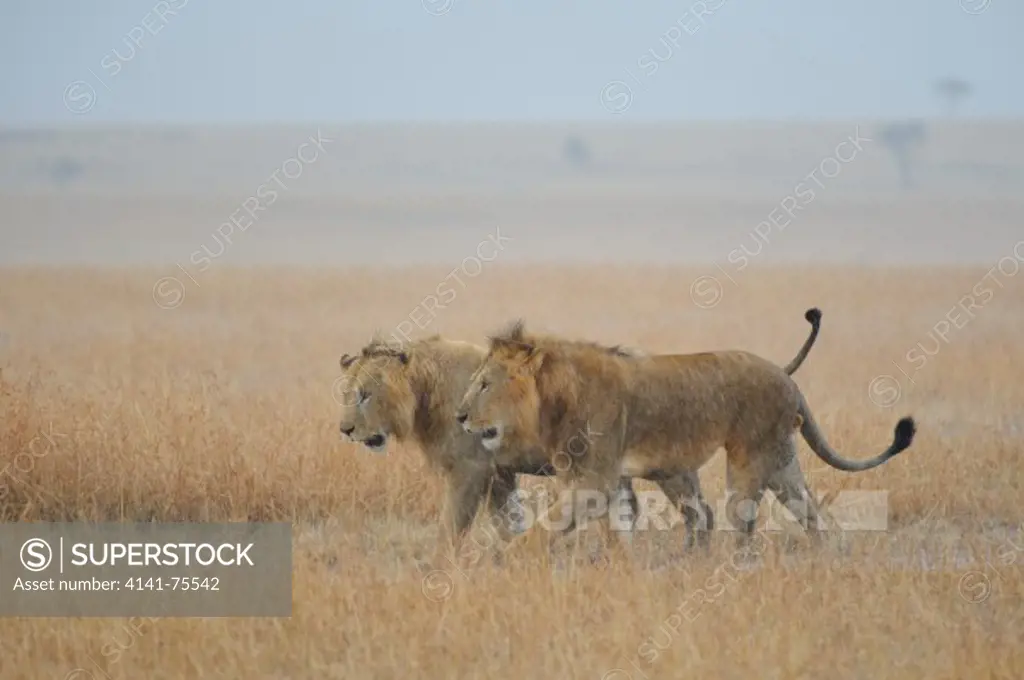 Male African lions in heavy rainstorm, Panthera leo; Masai Mara, Kenya.