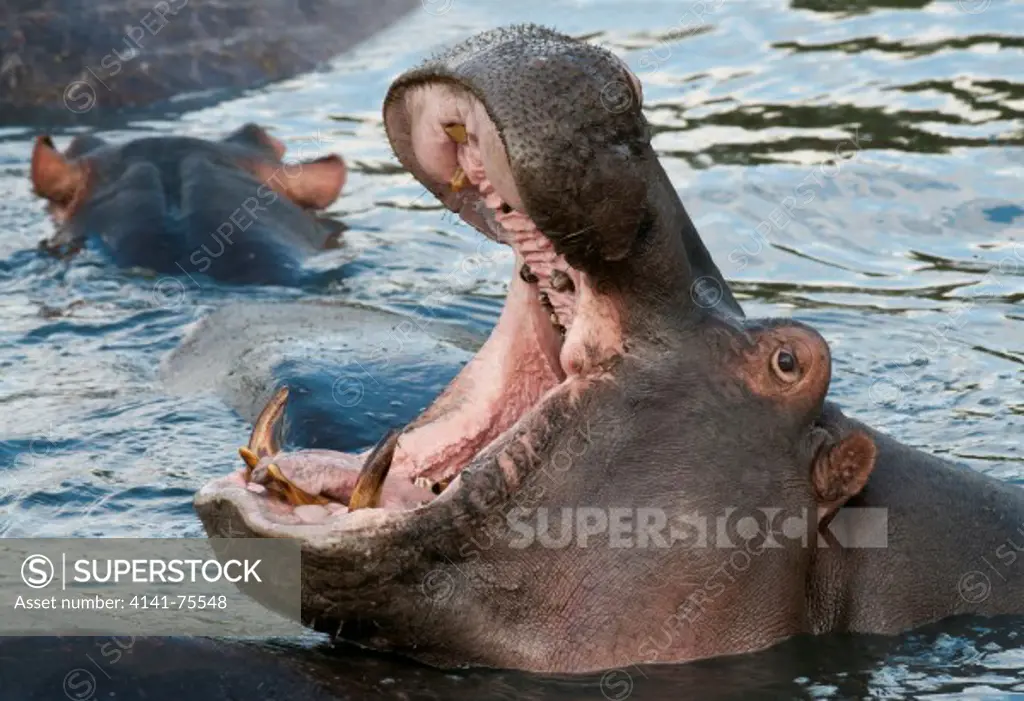 Hippopotamus, Hippopotamus amphibius; Masai Mara, Kenya.
