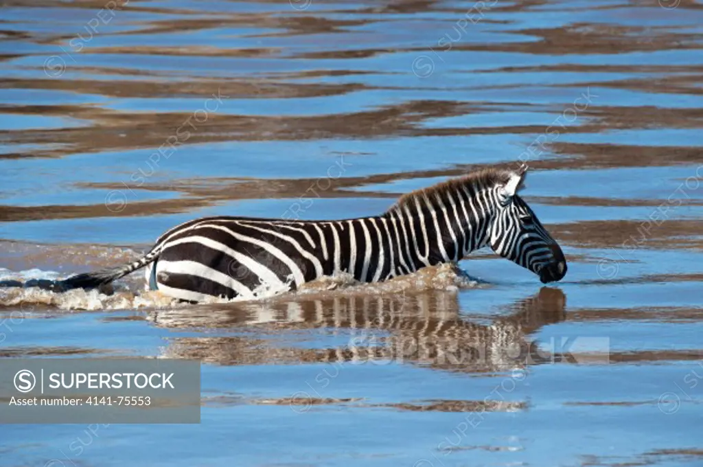 Common zebra crossing Mara RIver during migration, Equus burchelli; Masai Mara, Kenya.