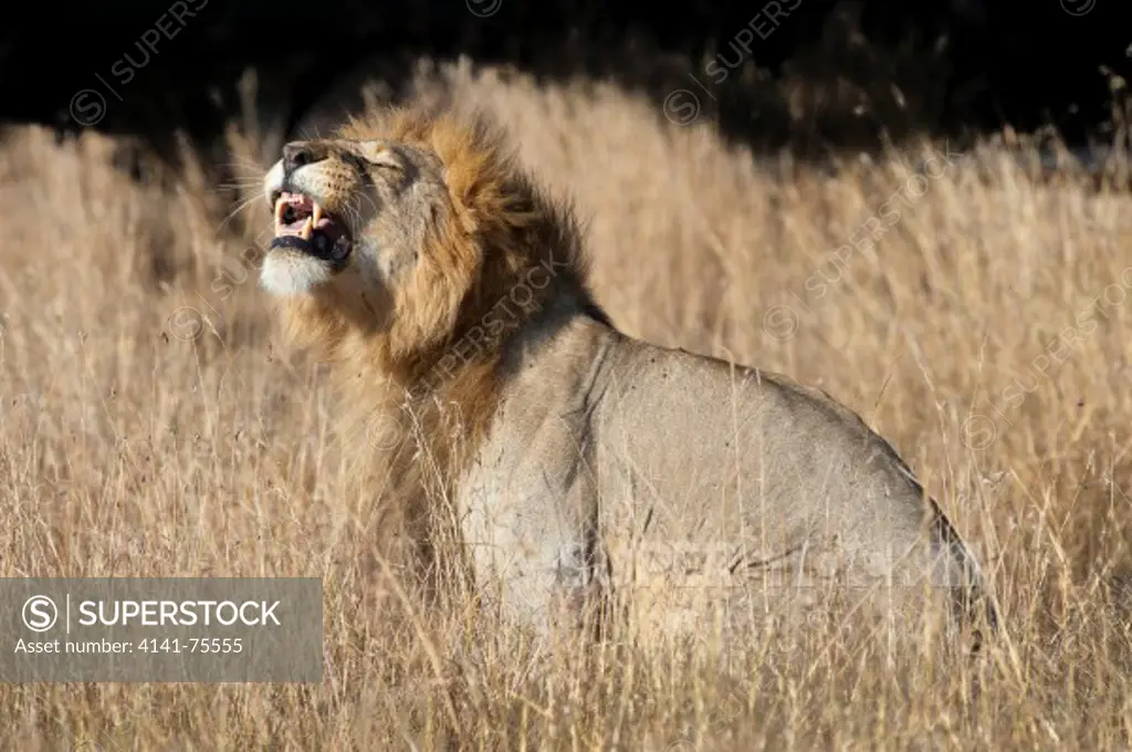 Male African lion checking for female in heat, Panthera leo; Masai Mara, Kenya.