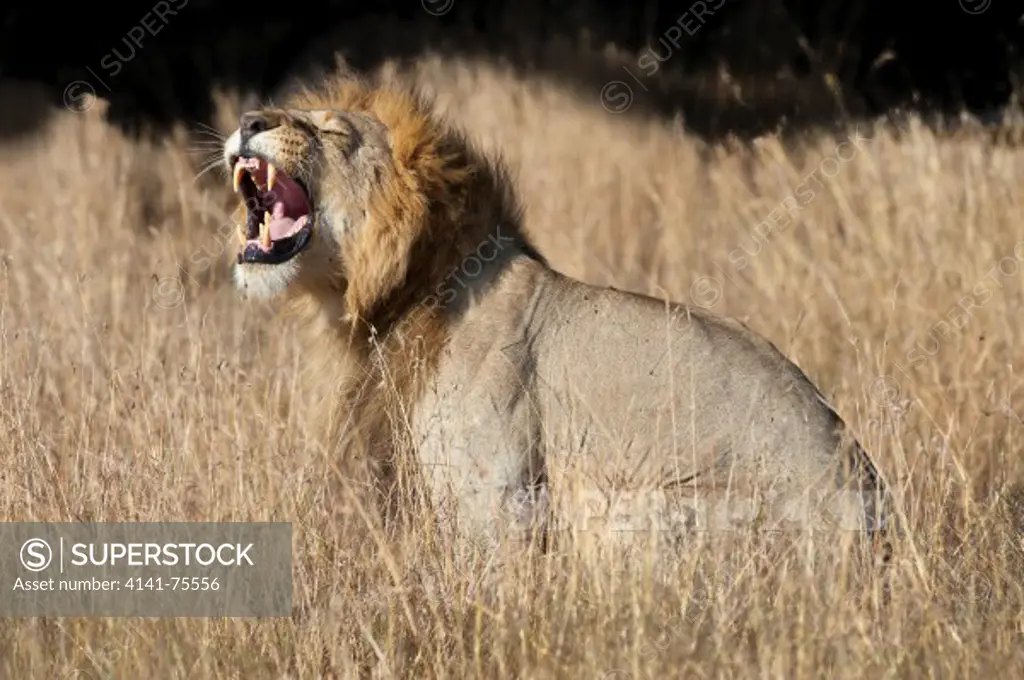 Male African lion checking for female in heat, Panthera leo; Masai Mara, Kenya.