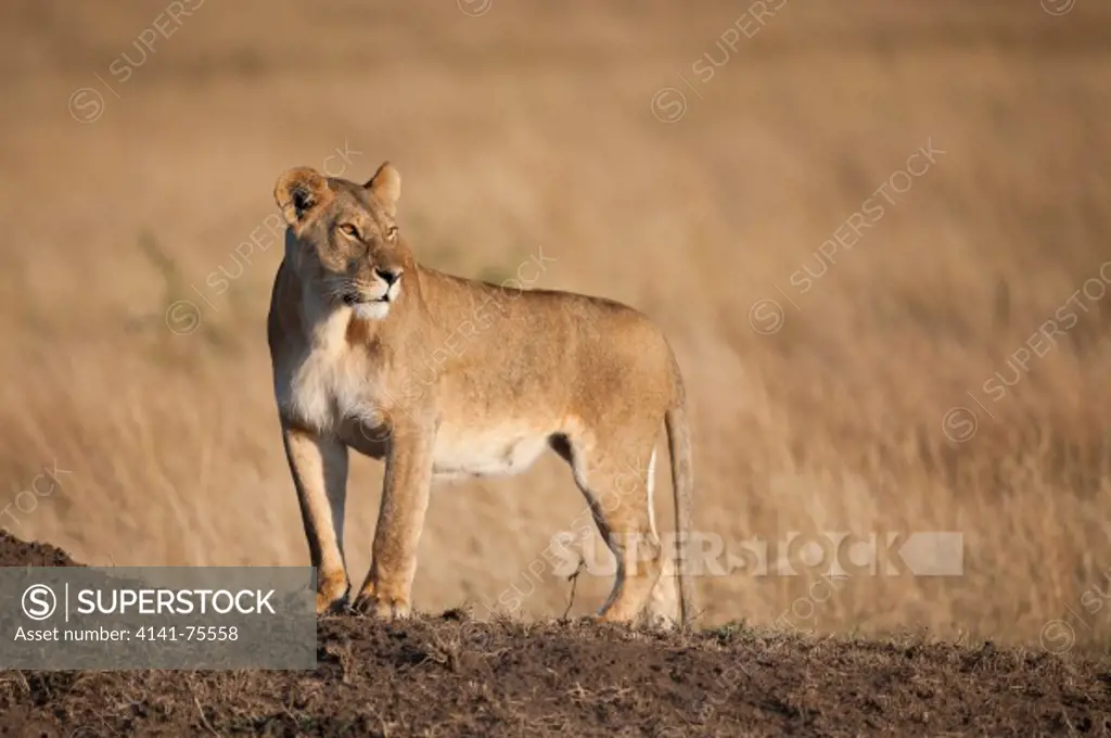 Female African lion searching for prey, Panthera leo; Masai Mara, Kenya.