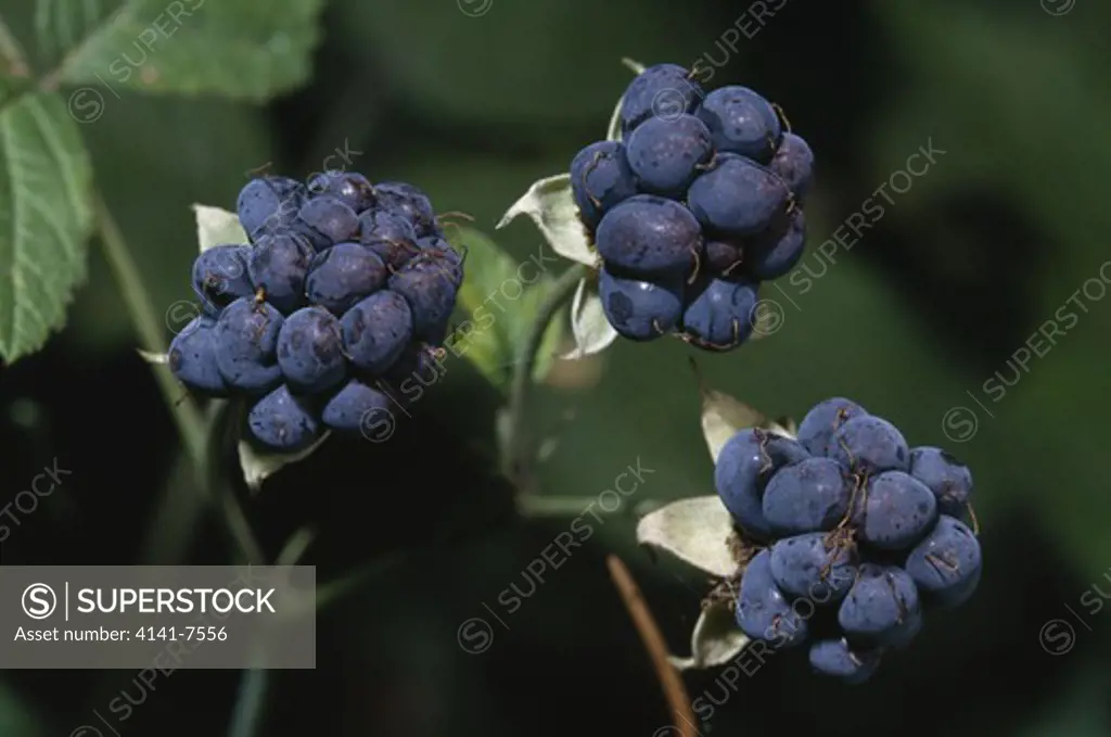 dewberries rubus caesius (hybrid) canton of zurich switzerland 