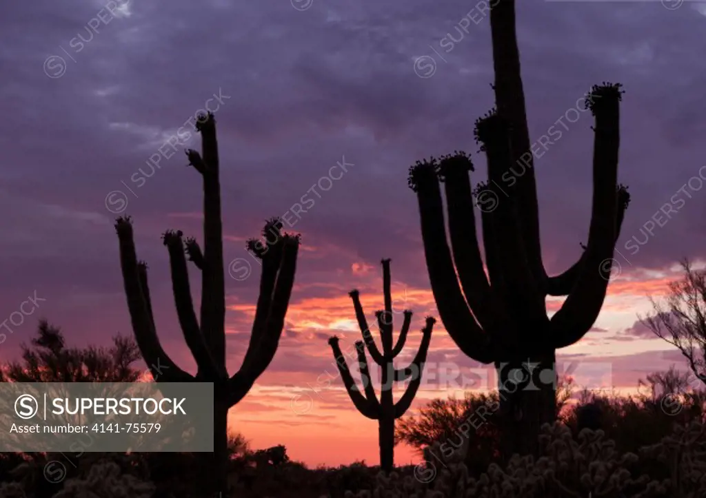 Saguaro cacti and stormy sunset; Pima County, Arizona.