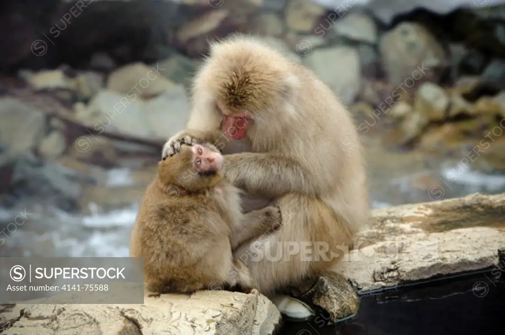 Japanese macaque monkey (snow monkey) at Jigokudani Hot Springs, Japan.