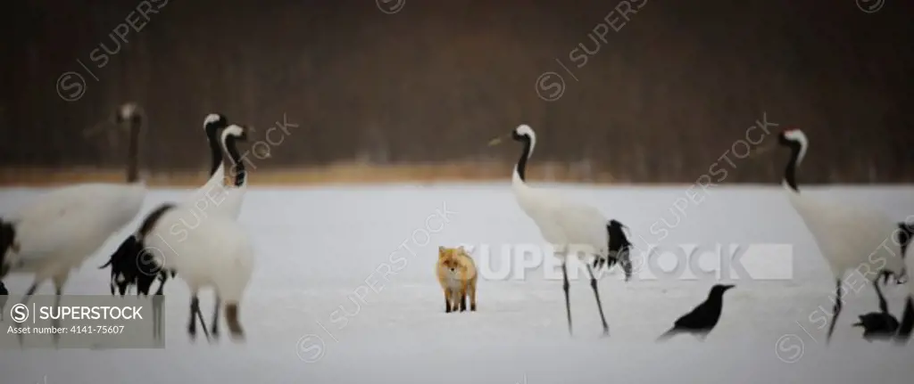 A Japanese red fos, Vulpes vulpes japonica, walks trough a group of red-crowned cranes, Grus japonensis; Hokkaido, Japan.