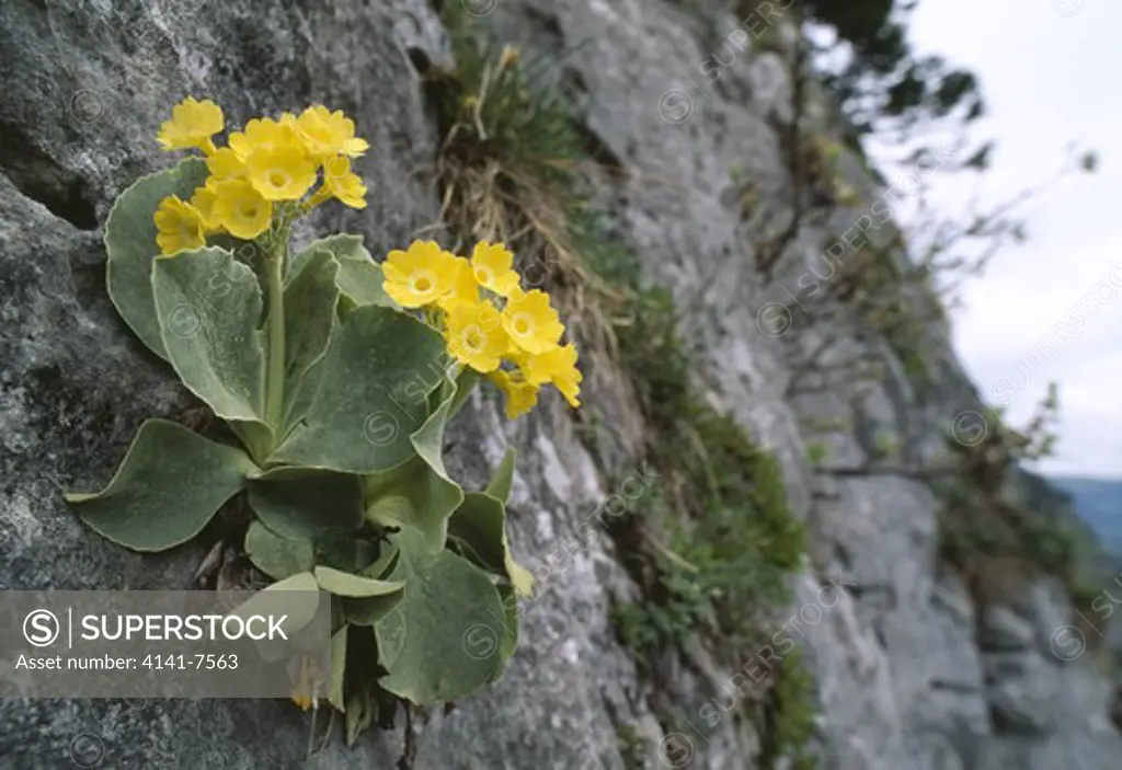 bear's-ear primrose in flower may primula auricula canton of schwyz switzerland 