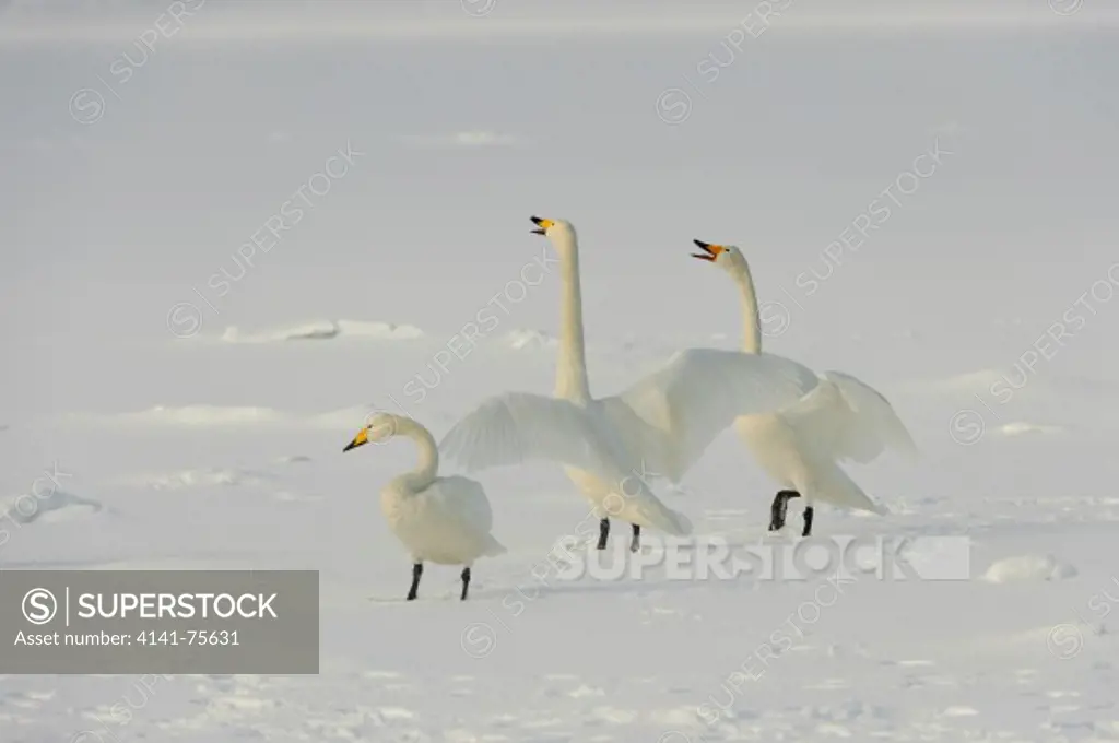 Whooper swans, Cygnus cygnus;  Lake Kussharo, Hokkaido, Japan.