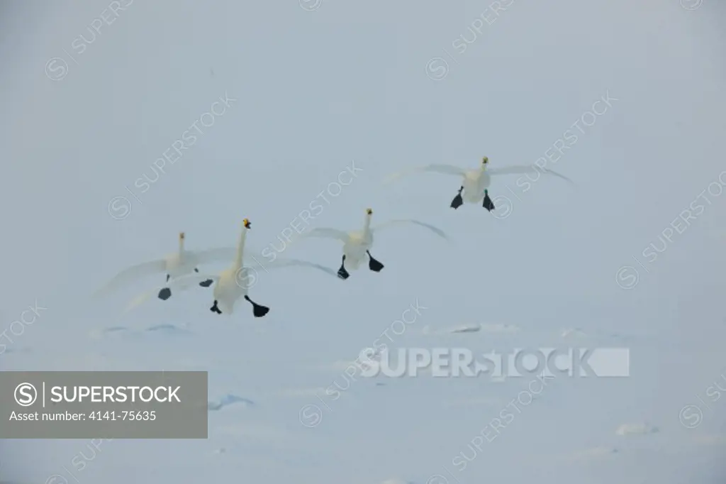 Whooper swans, Cygnus cygnus;  Lake Kussharo, Hokkaido, Japan.