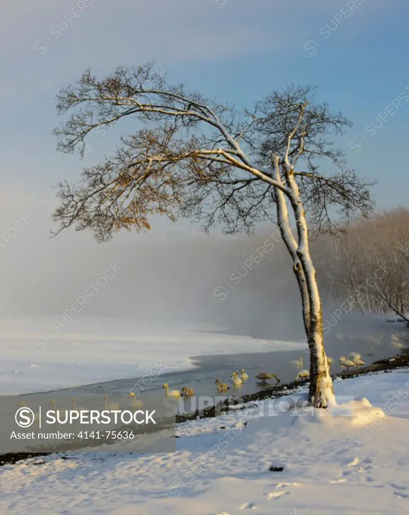 Whooper swans and winter scene; Lake Kussharo, Hokkaido, Japan.