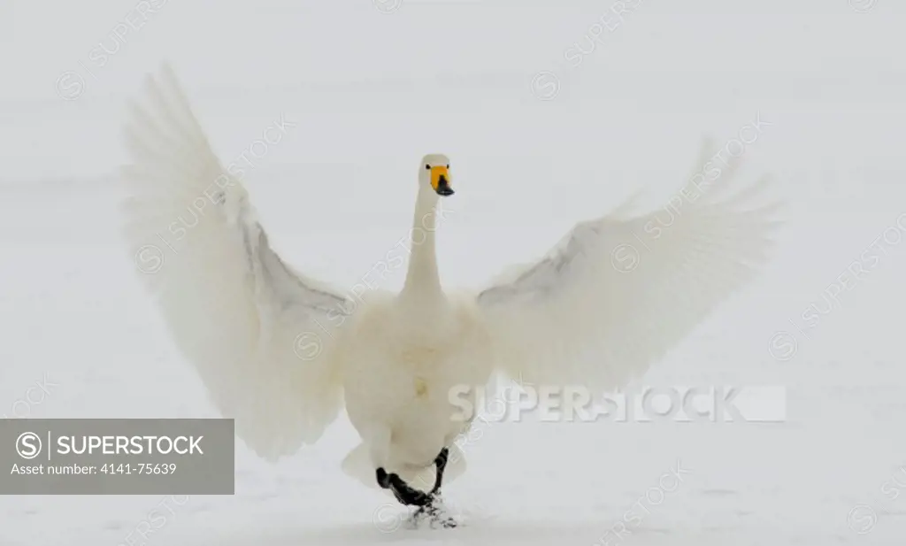 Whooper swan, Cygnus cygnus;  Lake Kussharo, Hokkaido, Japan.