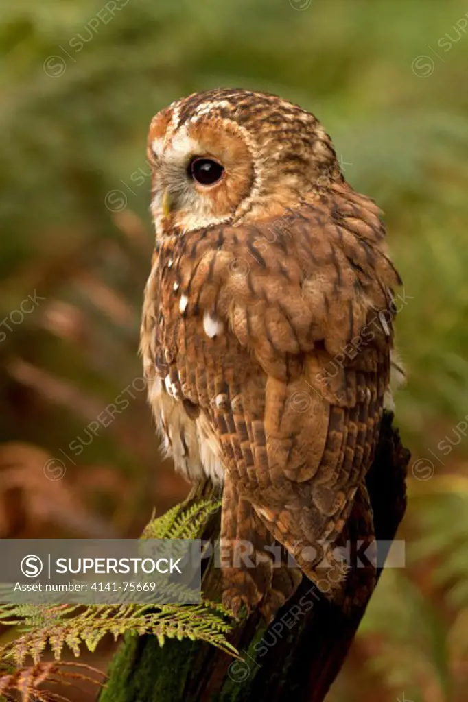 Tawny Owl, Strix aluco sitting on a tree stump. Captive