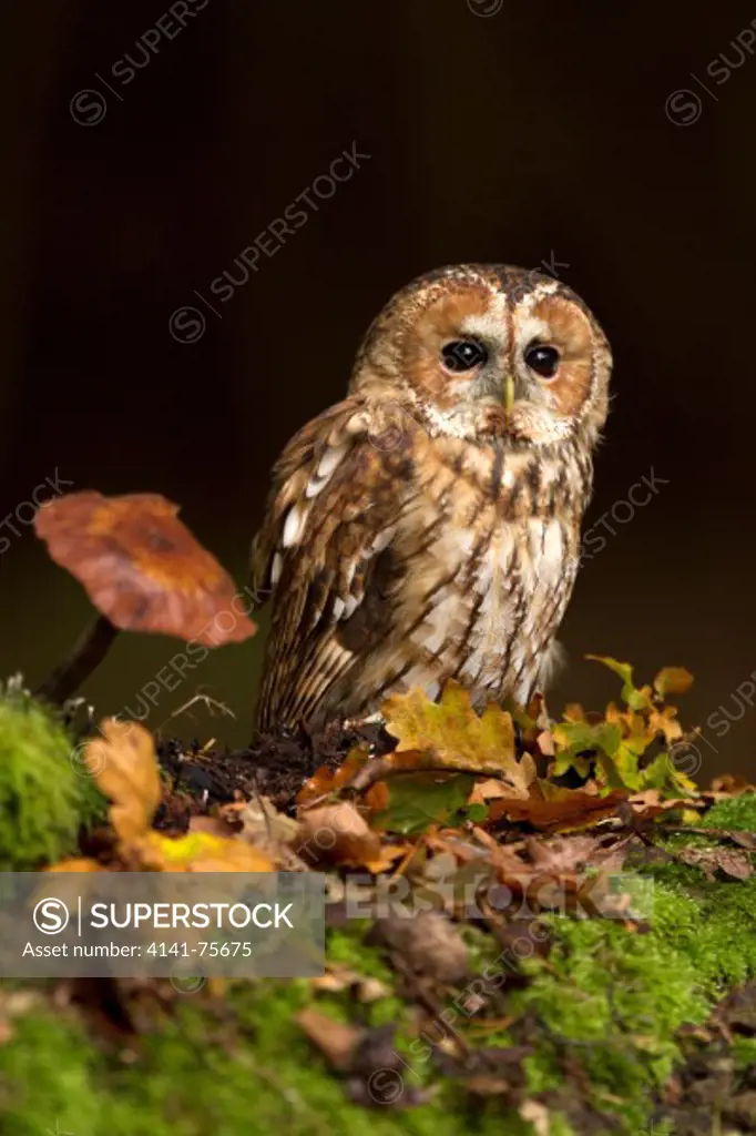 Tawny Owl, Strix aluco sitting on a tree stump beside fungi Controlled conditions