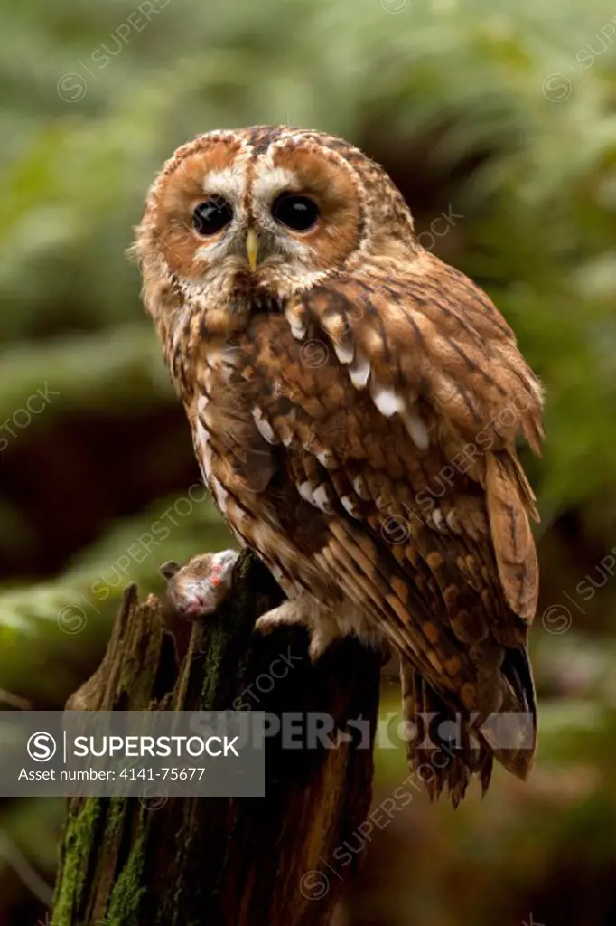 Tawny Owl, Strix aluco sitting on a tree stump with mouse Controlled conditions