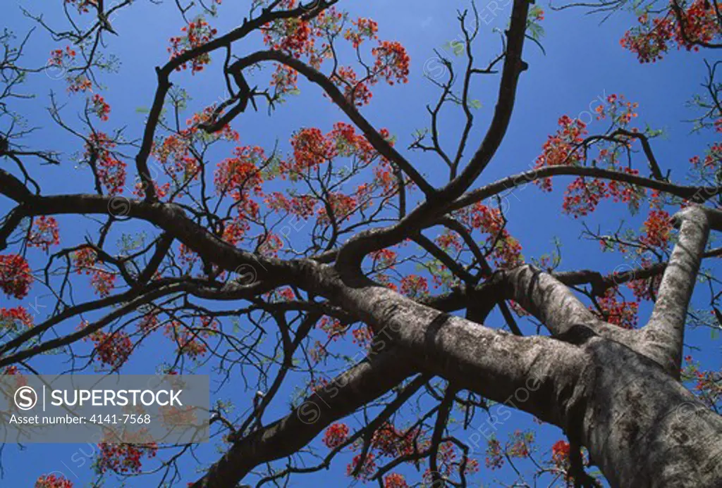 flamboyant or flame tree delonix regia also called royal poinciana trinidad west indies may