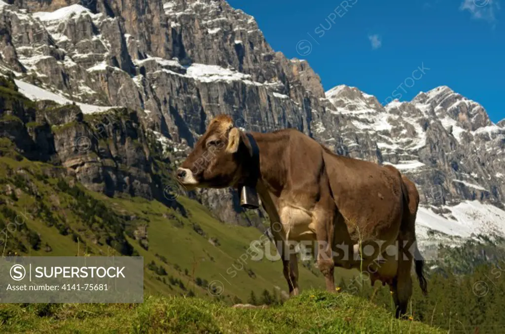 Cow grazing on an alpine pasture at the foot of the Glarus Alps, Urnerboden pasture, canton of Uri, Switzerland