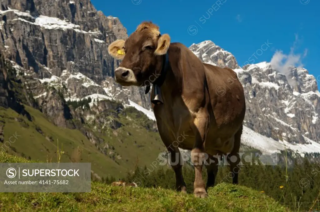 Cow grazing on an alpine pasture at the foot of the Glarus Alps, Urnerboden pasture, canton of Uri, Switzerland