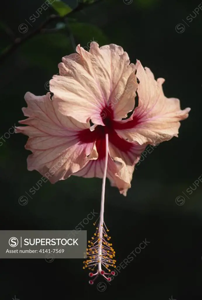 hibiscus flower detail may hibiscus sp. trinidad caribbean