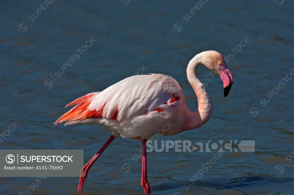 Greater Flamingo  (Phoenicopterus roseus) walking in the water. Camargue, France