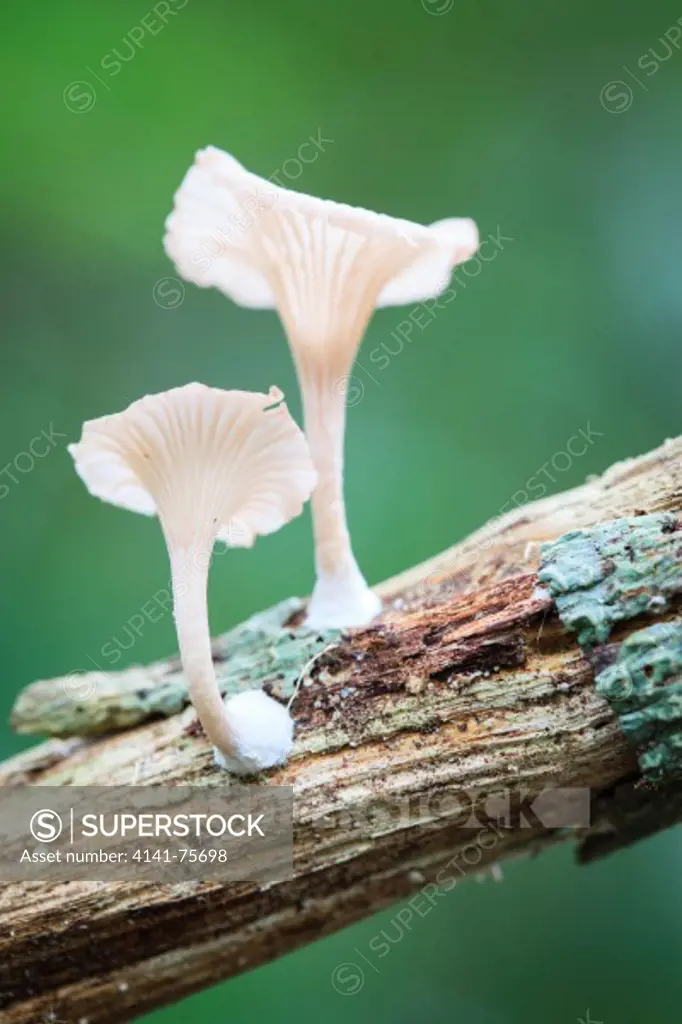Unidentified white mushrooms growing in their forest habitat. Cat Tien National Park. Vietnam.