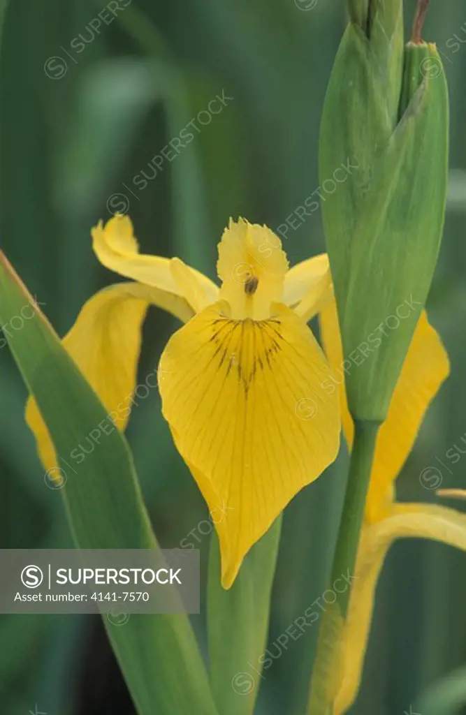 flag yellow iris flower iris pseudacorus