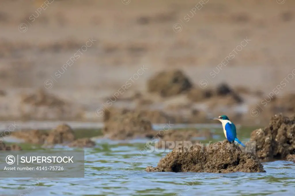 Collared Kingfisher (Todiramphus chloris) perched on rocks. Krabi river. Krabi province. Thailand.