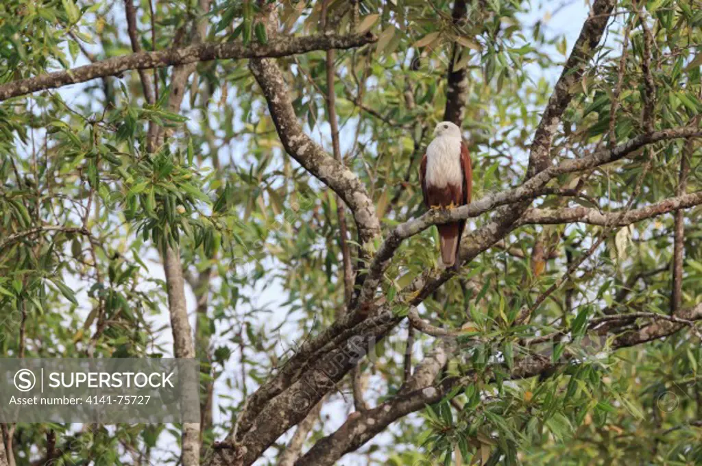 Brahminy Kite (Haliastur indus) perched on mangrove tree. Krabi river. Krabi province. Thailand.